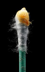 Earwax on swab