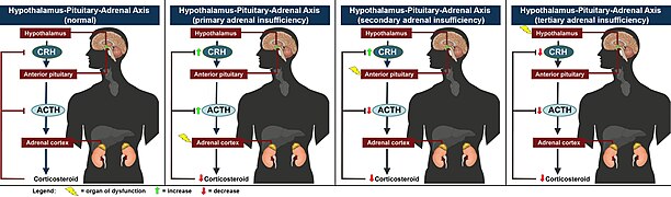 HPA axis combined.jpg