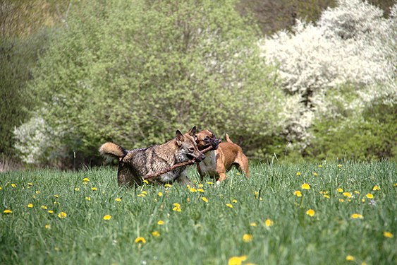 Two dogs playing with a stick