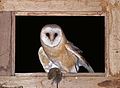 Tyto alba alba