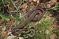 Vipera berus with Grass Snake