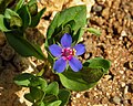 Lysimachia arvensis in Gran Canaria