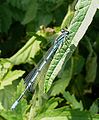 Pasaginė strėliukė, patinėlis Coenagrion puella, male