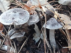 Tricholoma terreum 103319743.jpg