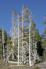 Trees damaged by geothermal activity, Yellowstone NP, USA