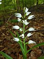 Cephalanthera longifolia Germany - Ersingen