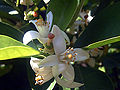 Orange flowers closeup in Solana del Pino, Sierra Madrona, Spain