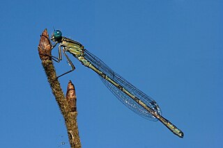 Enallagma cyathigerum male in cold-colour