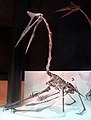 A skeletal mount of Quetzalcoatlus from the en:Houston Museum of Natural Science.