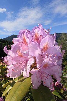 Rhododendron Blütenstand rosa.JPG