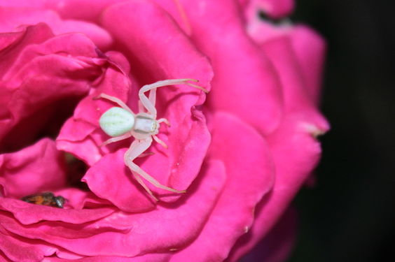 Female crab spider on a rose (Misumena vatia @ Rosa).