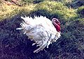 Domestic turkey at Piverone's lake (Piemonte, Italy)