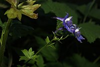 Delphinium trolliifolium