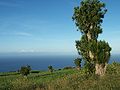 individuals on the borders of sugarcane fields (Réunion)