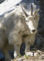 Young mountain goat: Elkhorn Mountains Baker County, Oregon