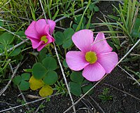 Oxalis purpurea