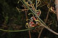 Hakea platysperma