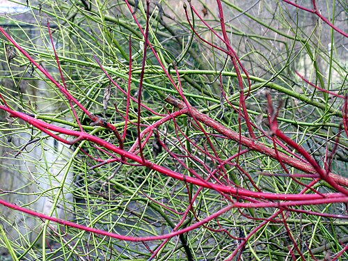 Cornus in two colours