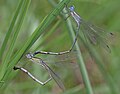 "Lestes_patricia_mating-shrirambhakare.jpg" by User:Milind bhakare