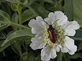 Lydus tarsalis on Scabiosa prolifera