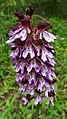 Orchis purpurea Germany - Karlsruhe