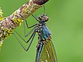 Blizgančioji gražutė, ♂ Calopteryx splendens, ♂