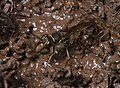 Female wasp collecting clay