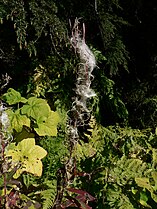 Alpine Lakes Wilderness