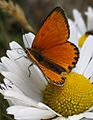 Lycaena virgaureae - Scarce Copper - Dukatenfalter (Leventina)