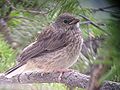 Junco hyemalis at Tower Junction