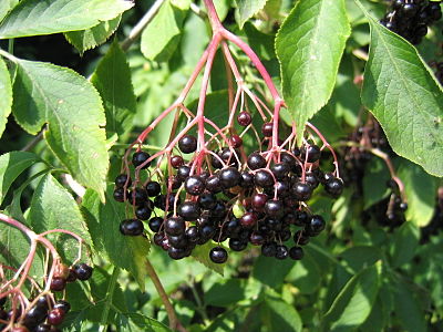 Bez czarny (Sambucus nigra)