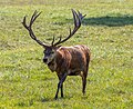 * Nomination Deer in Tambach Castle Wildlife Park --Ermell 08:19, 30 November 2024 (UTC) * Promotion  Support Good quality (Try to be more specific about the deer species I believe this is a Red Deer) --Tzim78 11:48, 30 November 2024 (UTC)