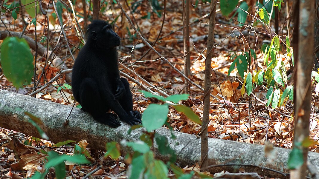 🥇 Yaki_di_Tangkoko