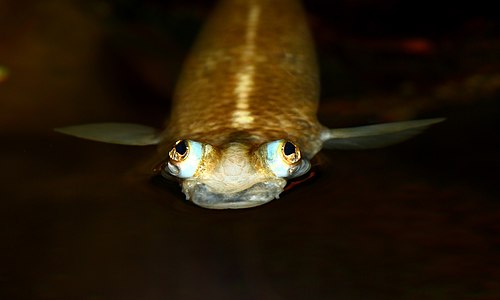 Anableps anableps (Largescale Four-eyed Fish)