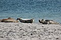 Common Seals at the beach of Düne Island