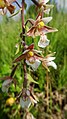 Epipactis palustris Germany - Dettenheim