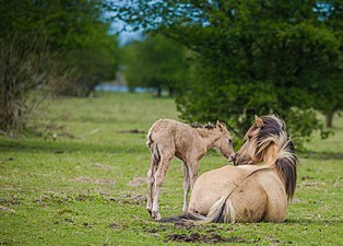 "Oostvaardersplas_(17201711115).jpg" by User:Montanabw