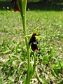 Ophrys insectifera Germany - Wellendingen (Bonndorf im Schwarzwald)