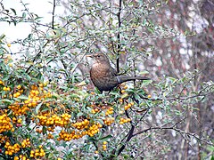 1.6.07 Amsel