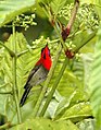 Male; Singapore