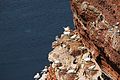 Northern Gannets and Common Guillemots at Helgoland