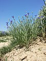 Flowering plant, Austria