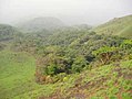 Gallery forest in the Simandou Range