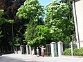 Catalpa in Sopot, Poland