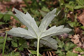 Petasites frigidus