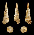 * Nomination Shell of a Miocene gastropod, Turritella terebralis --Llez 04:45, 16 July 2013 (UTC) * Promotion Good quality. --JLPC 17:34, 16 July 2013 (UTC)