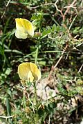 Vicia hybrida