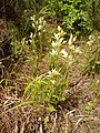 Plants, Sakàr Mountain in Southeastern Bulgaria