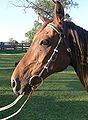 Australian Barcoo (or ring-head) bridle