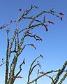 Santa Rosa Mountains (California)